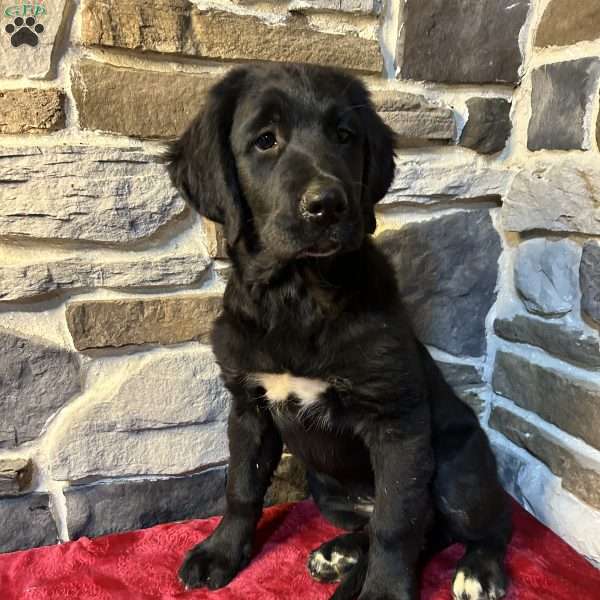 Rachel, Bernese Golden Mountain Dog Puppy