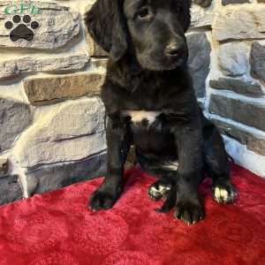 Rachel, Bernese Golden Mountain Dog Puppy