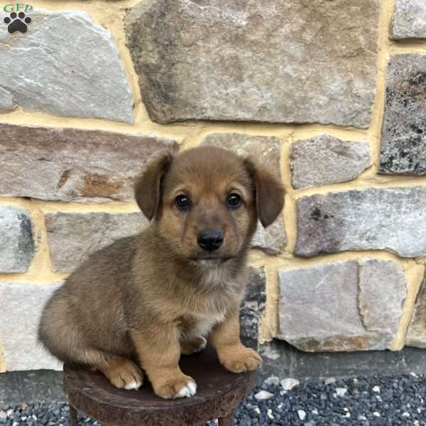 Corey, Welsh Corgi Mix Puppy