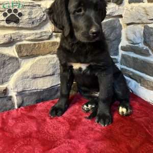 Rachel, Bernese Golden Mountain Dog Puppy