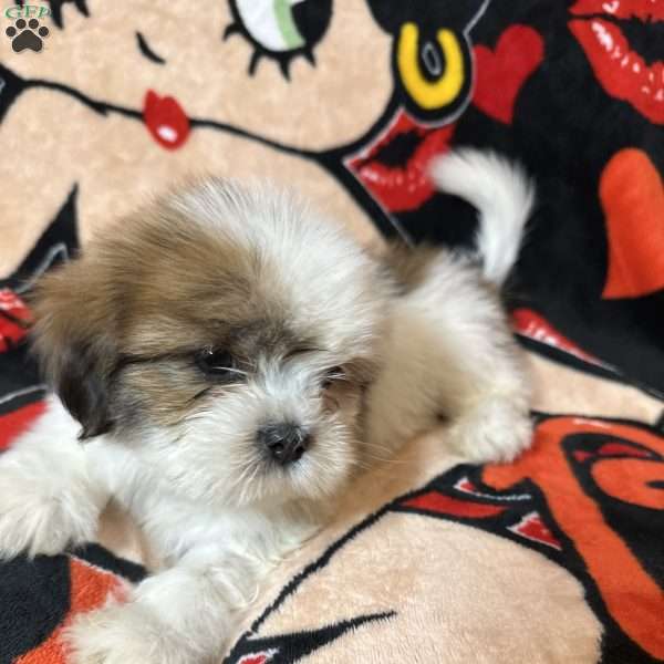 Jordan, Shih Tzu Puppy