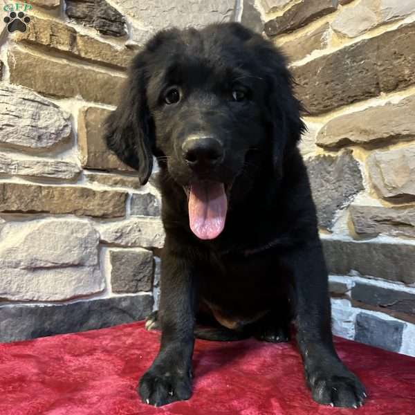 River, Bernese Golden Mountain Dog Puppy