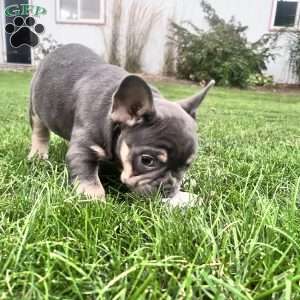 Baxter, French Bulldog Puppy