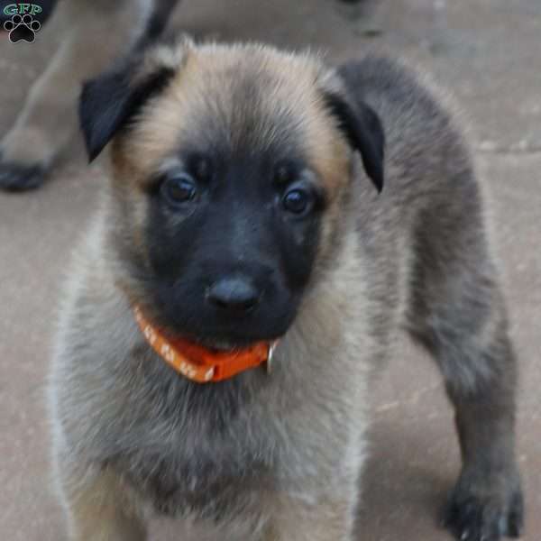 Orange, German Shepherd Mix Puppy