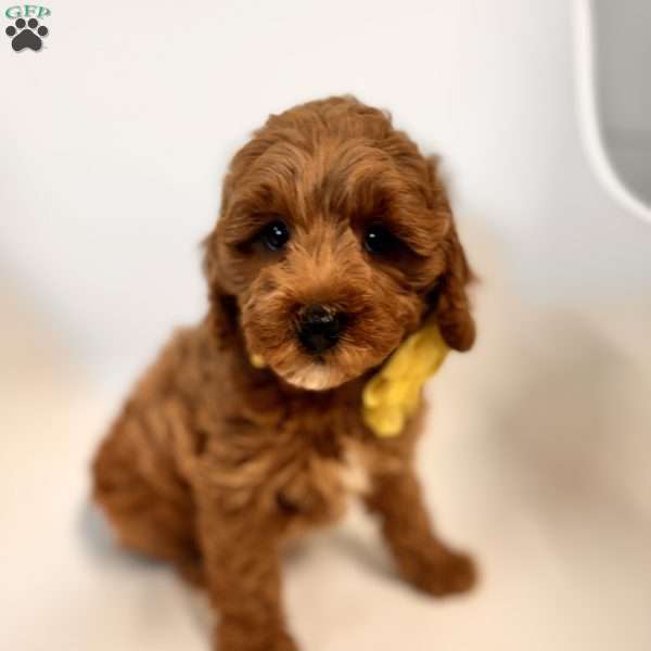 Keeva F1b, Mini Goldendoodle Puppy