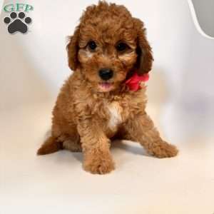 River F1B, Mini Goldendoodle Puppy