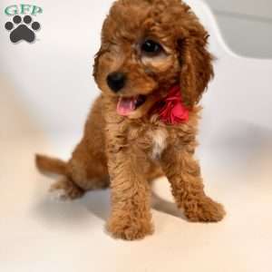 River F1B, Mini Goldendoodle Puppy