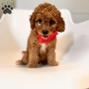 River F1B, Mini Goldendoodle Puppy