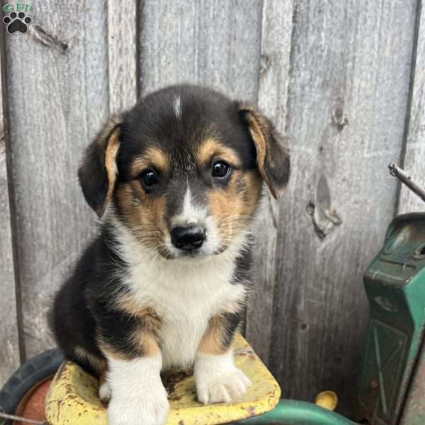 Cheetah, Pembroke Welsh Corgi Puppy