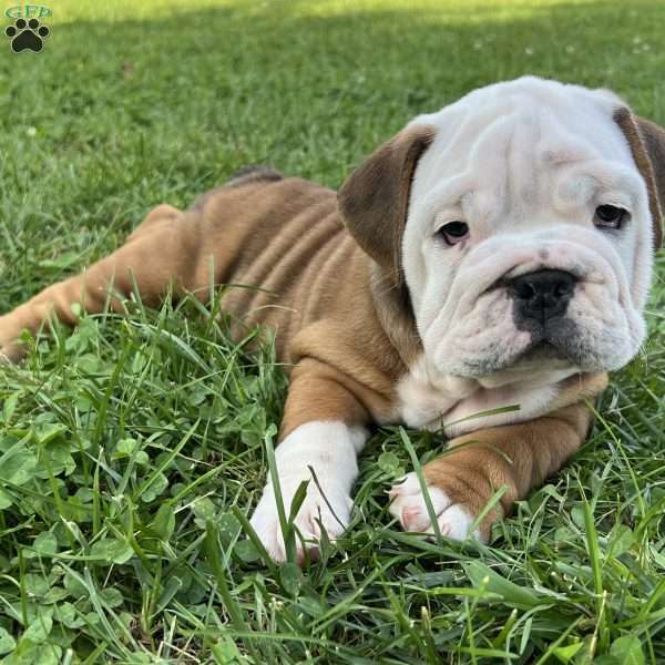 Leo, English Bulldog Puppy