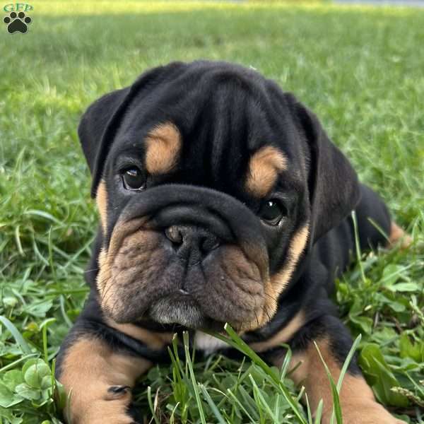 Charger, English Bulldog Puppy