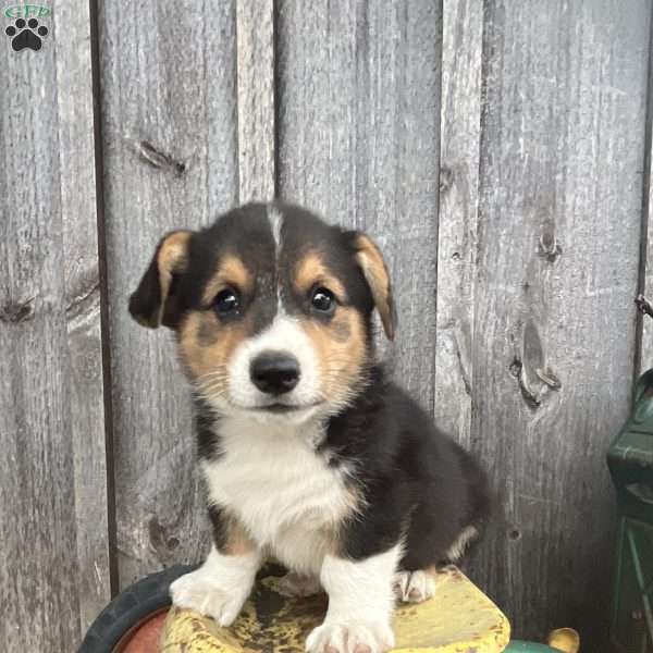 Cherokee, Pembroke Welsh Corgi Puppy