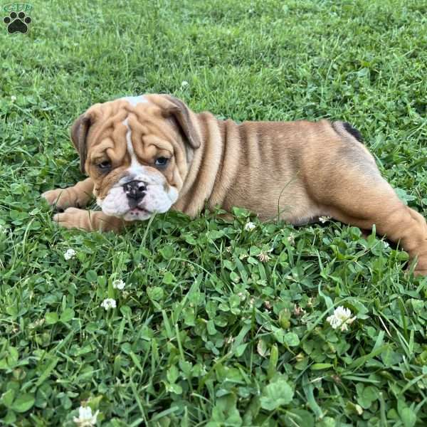 Macy, English Bulldog Puppy