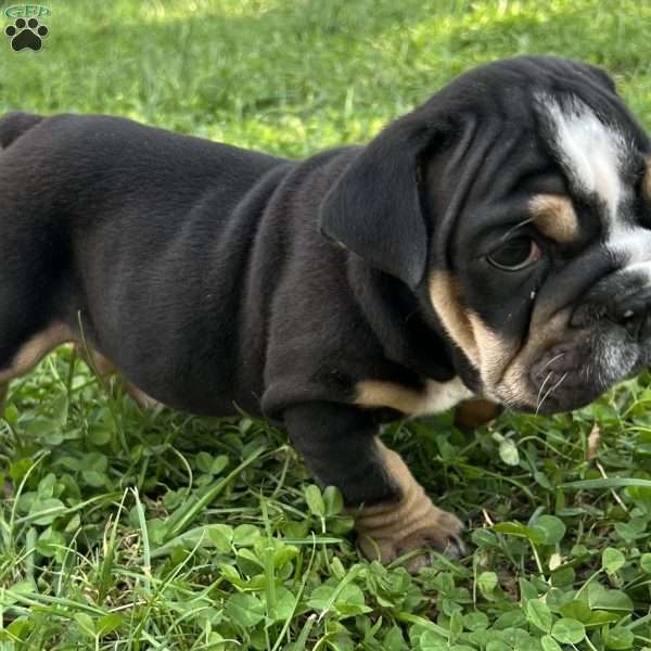 Mocha, English Bulldog Puppy