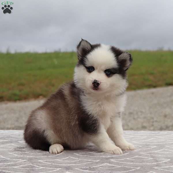 Alex, Pomsky Puppy