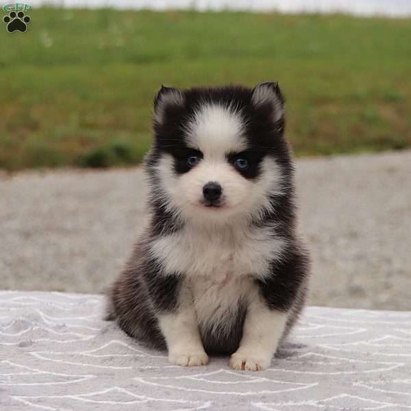 Ava, Pomsky Puppy