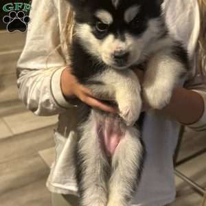 Lady, Siberian Husky Puppy