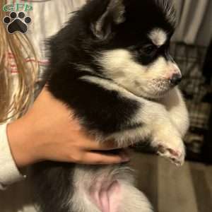 Lady, Siberian Husky Puppy