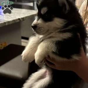 Lady, Siberian Husky Puppy