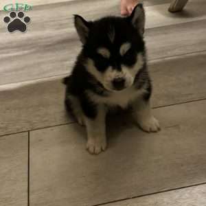 Lady, Siberian Husky Puppy