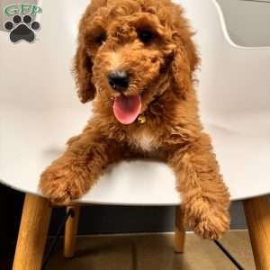 Tao, Mini Goldendoodle Puppy