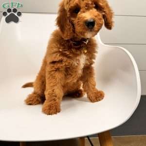 Tao, Mini Goldendoodle Puppy