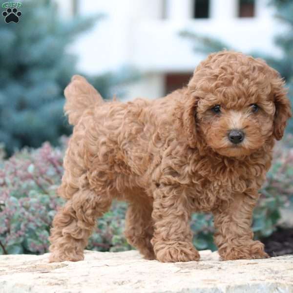 Kaya, Toy Poodle Puppy