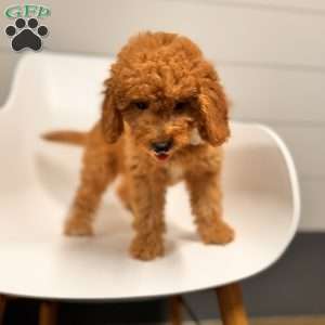 River F1B, Mini Goldendoodle Puppy