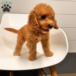 River F1B, Mini Goldendoodle Puppy