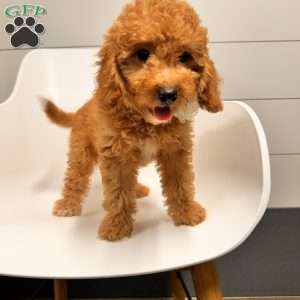 River F1B, Mini Goldendoodle Puppy