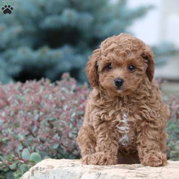 Kenna, Toy Poodle Puppy