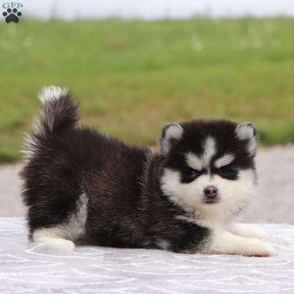 Amber, Pomsky Puppy