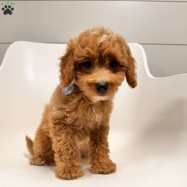 Gemma, Mini Goldendoodle Puppy