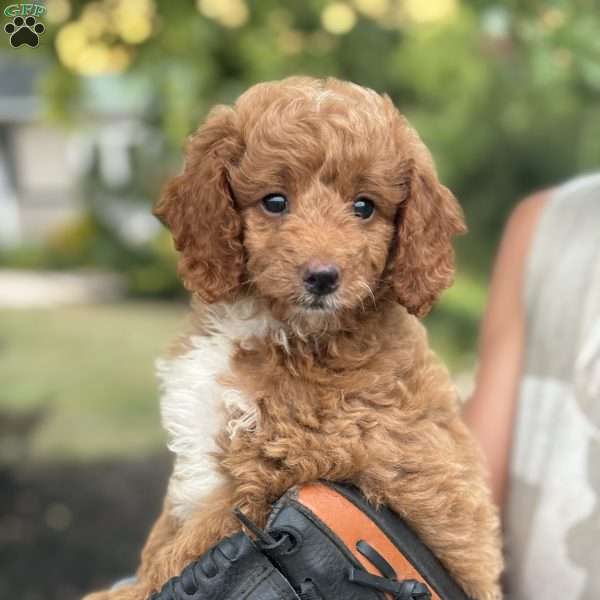 Daisy, Mini Goldendoodle Puppy