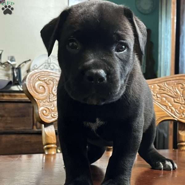 Arlo, African Boerboel Puppy