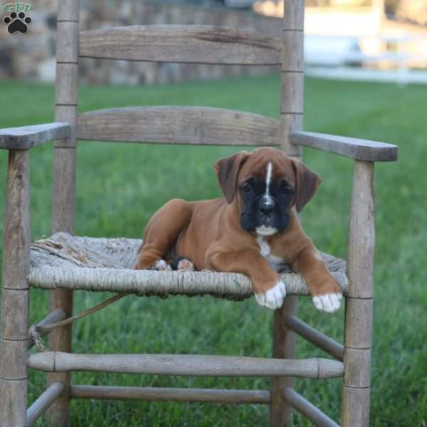 Bently, Boxer Puppy