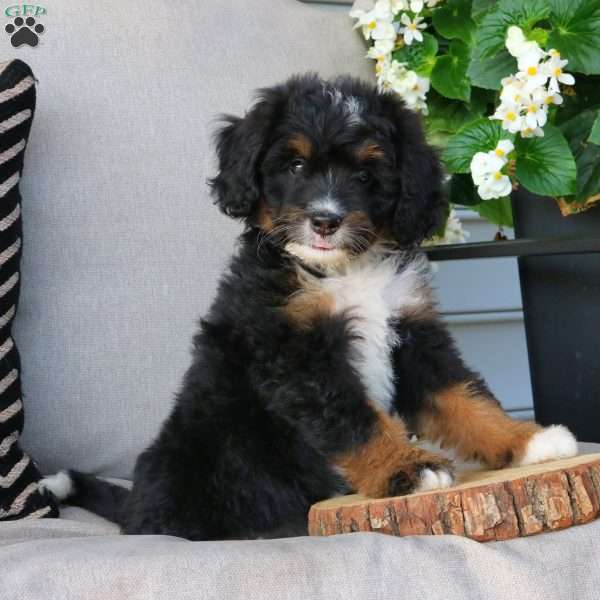 Edith, Mini Bernedoodle Puppy