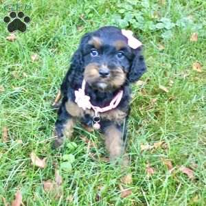 Dawn, Cavapoo Puppy