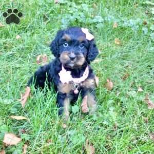 Dawn, Cavapoo Puppy