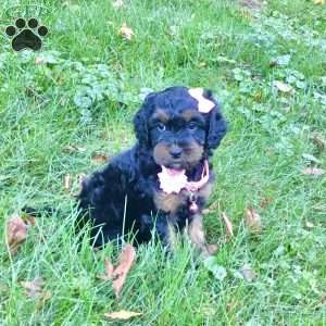 Dawn, Cavapoo Puppy