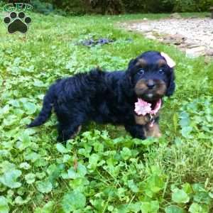 Dawn, Cavapoo Puppy