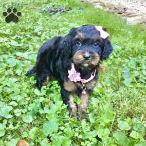 Dawn, Cavapoo Puppy