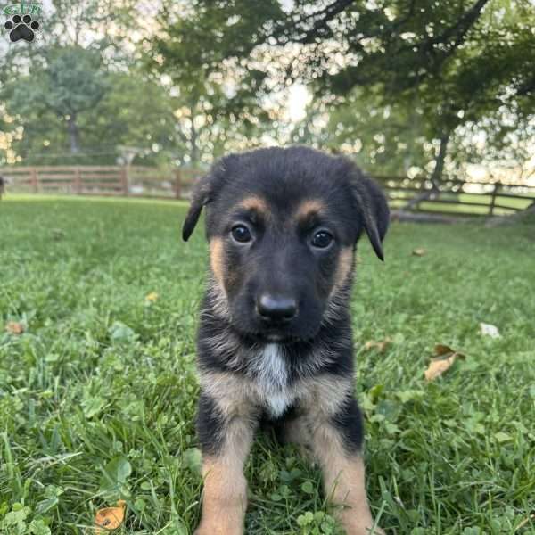 Brady, German Shepherd Puppy