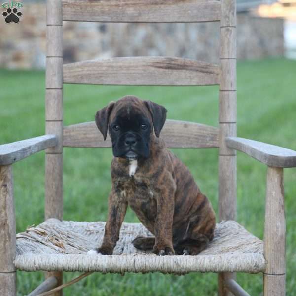 Archer, Boxer Puppy