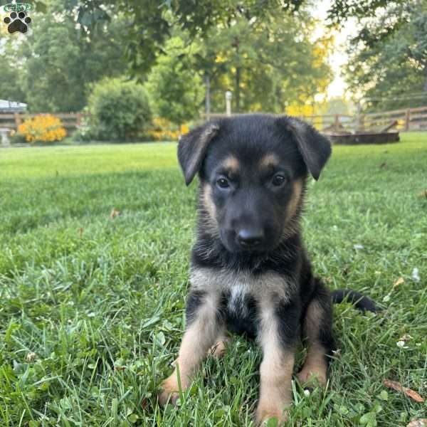 Elway, German Shepherd Puppy