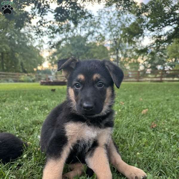 McMabb, German Shepherd Puppy