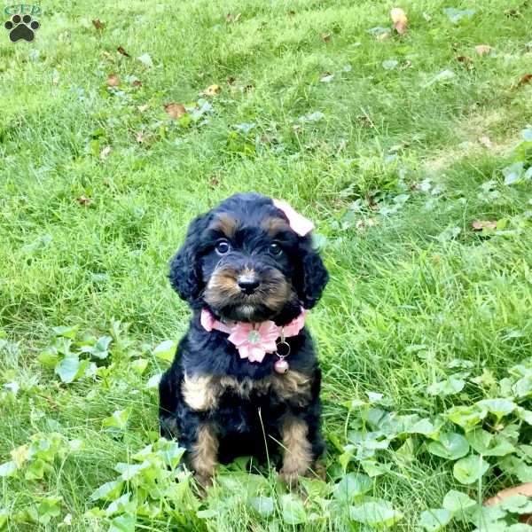 Dawn, Cavapoo Puppy