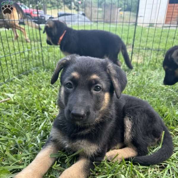 Montana, German Shepherd Puppy