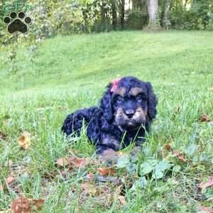 Duke, Cavapoo Puppy