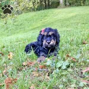 Duke, Cavapoo Puppy